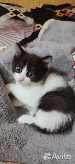 Кошки