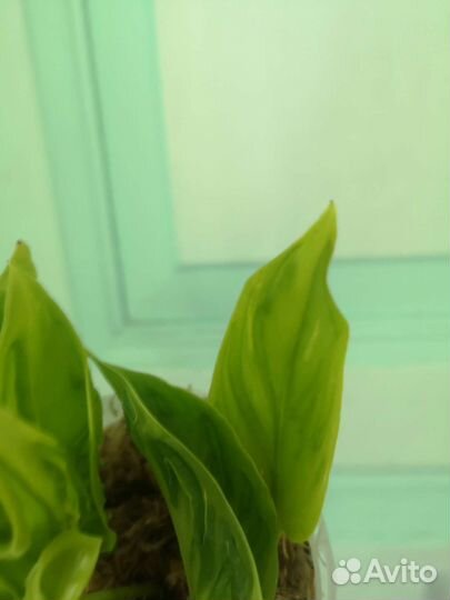 Эпипремнум Елисейские поля aureum champs elysees