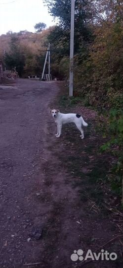 Собака в добрые руки отдам бесплатно