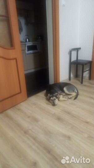 Отдам в добрые руки