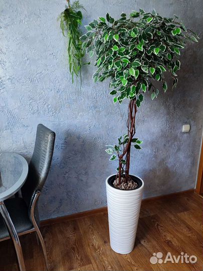 Фикус Бенджамина