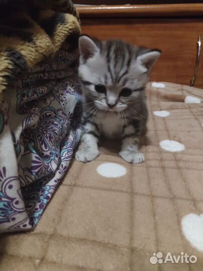 Британские котята