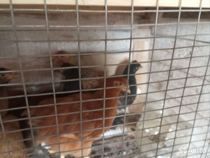 Цыплята,петухи