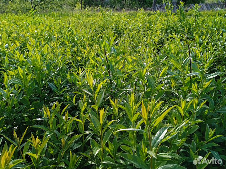 Продам садовые растения