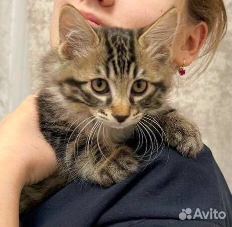 Курильский бобтейл