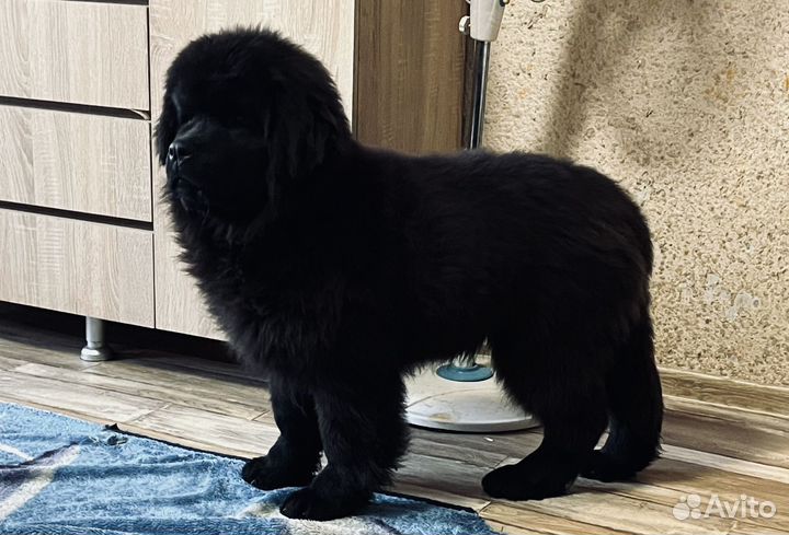 Ньюфаундленд