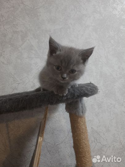 Шотландская