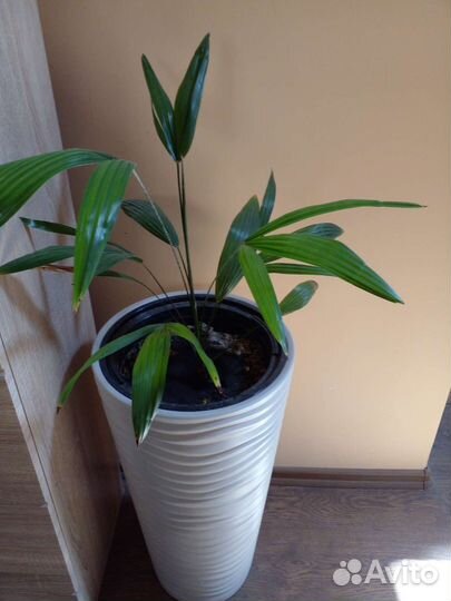 Пальма Трахикарпус Форчуна