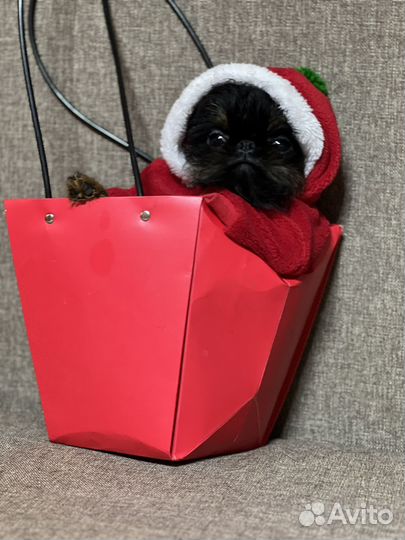 Бедлингтон терьер