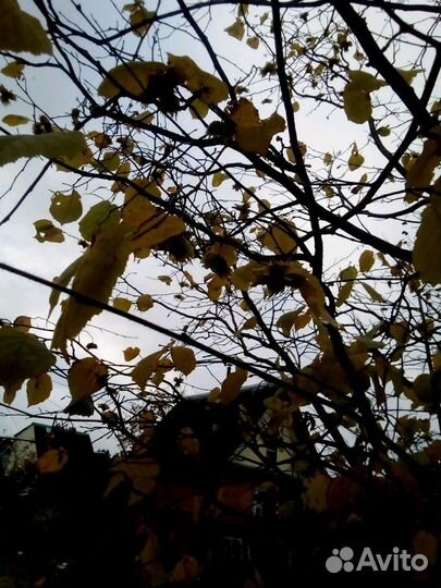 Саженцы ореха фундук,крыжовник