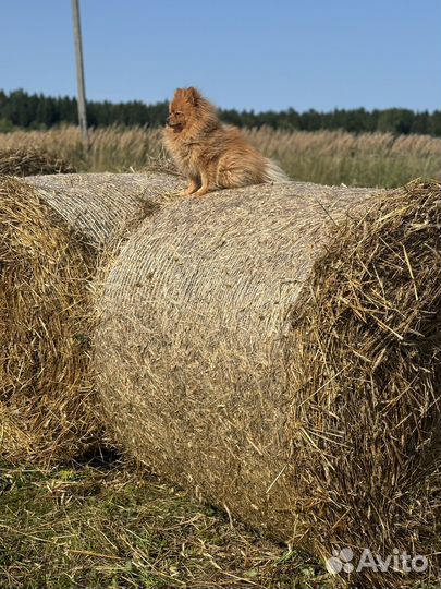 Продам солому
