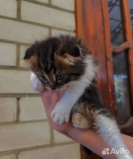 Кошки