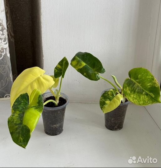 Филодендрон