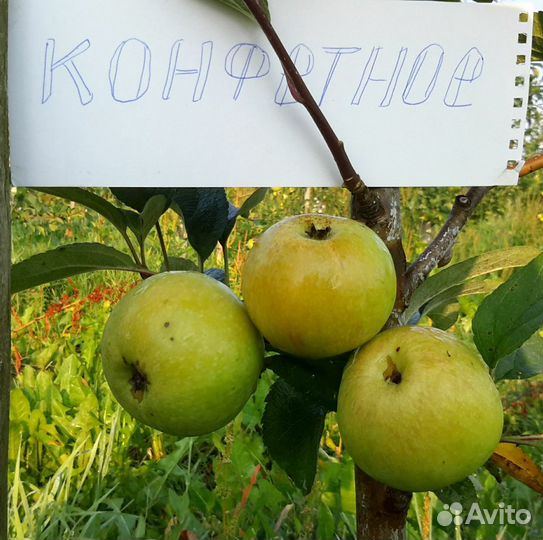 Яблоня, черешня, вишня, голубика, ежевика, жимолос