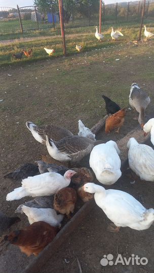 Продам коз, гусей и петушков