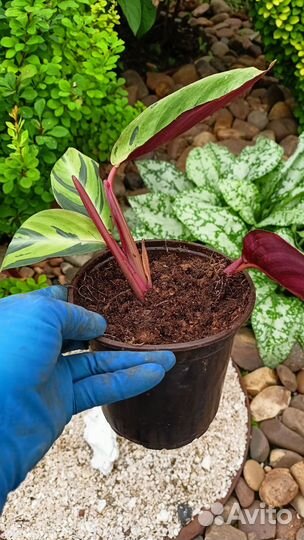 Строманта, Замиокулькос, Бегония королевская