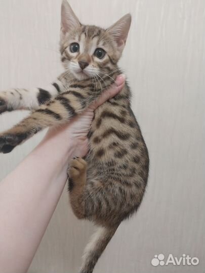 Бенгальский котенок