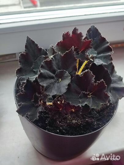 Бегония чёрная мамба