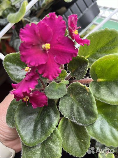 Сортовые фиалки,цветущие