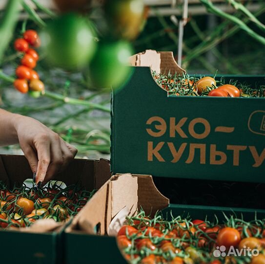 Рабочий тепличного комплекса