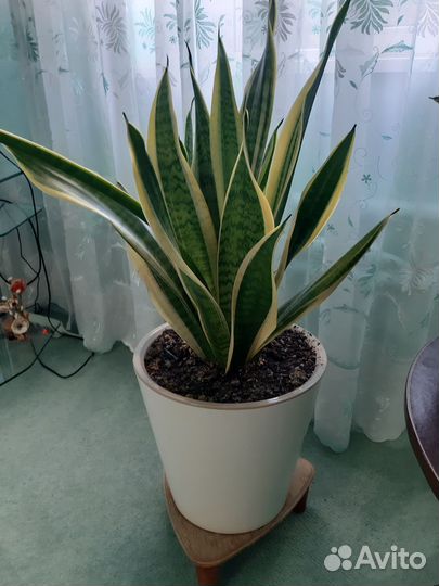 Сансевиерия сортовая