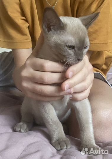 Бурманская кошка котенок