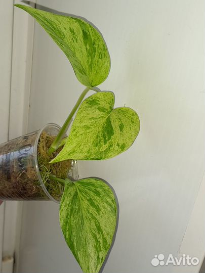 Эпипремнум,Сциндапсус