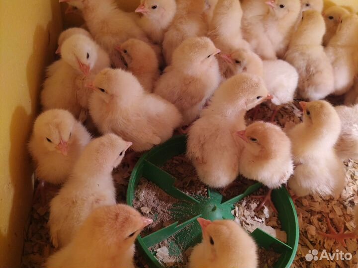 Цыплята суточные на корм