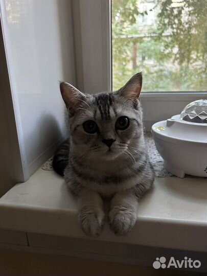 Шотладская кошка