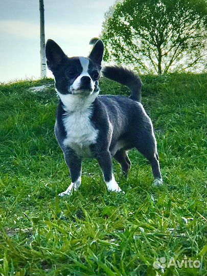 Вязка кобель чихуахуа