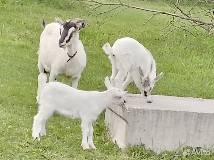Козочки 1,5 мес
