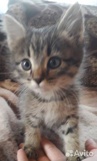 Котята в добрые руки бесплатно