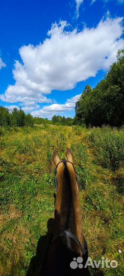 Катание на лошадях