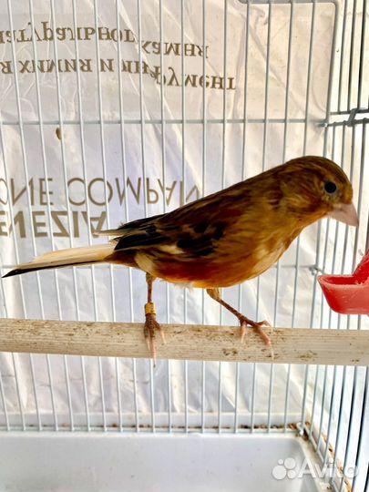 Кенара и канарейки