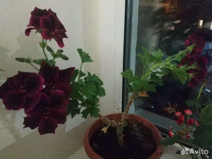 Герань пеларгония королевская