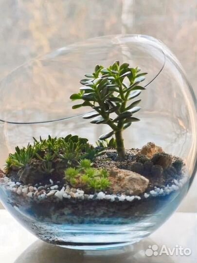 Суккуленты в флорариуме