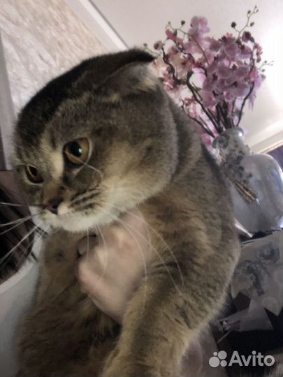 Шотландская кошка