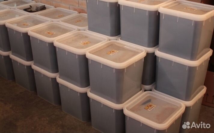 Мед натуральный с Алтая оптом от 16 кг