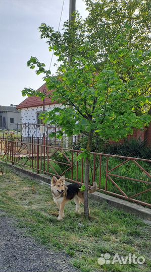 Молодой кобелек в добрые руки бесплатно