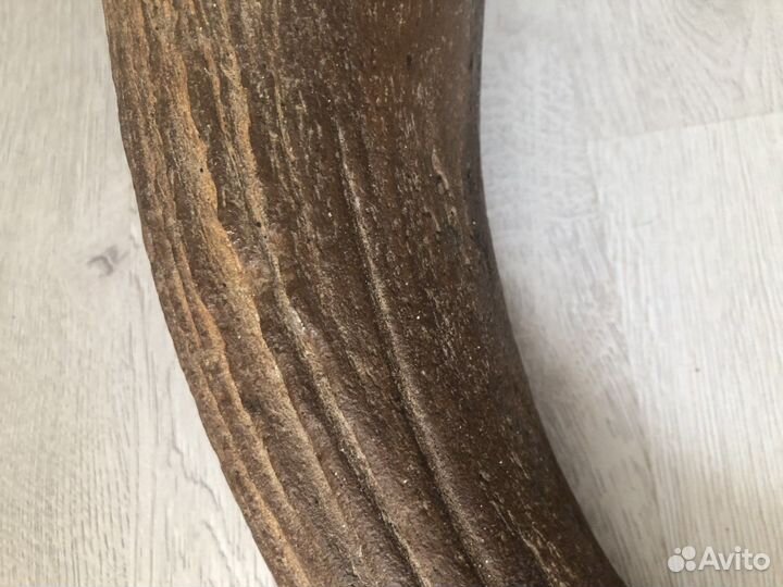 Рог ископаемого бизона