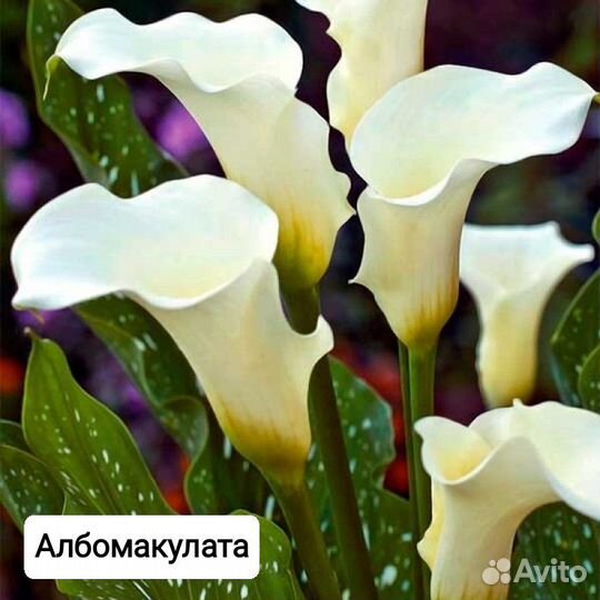 Растения цветы для сада