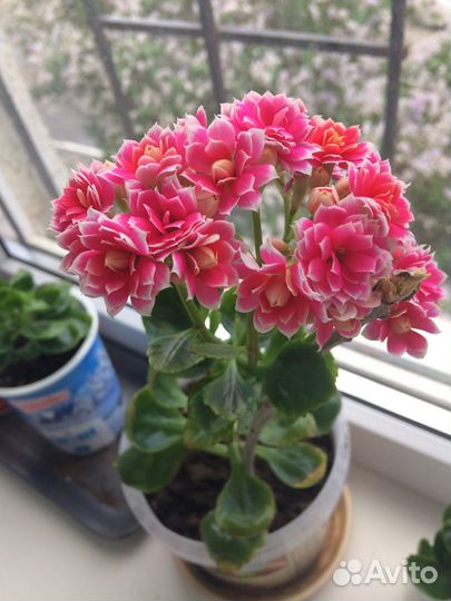 Каланхоэ цветущий