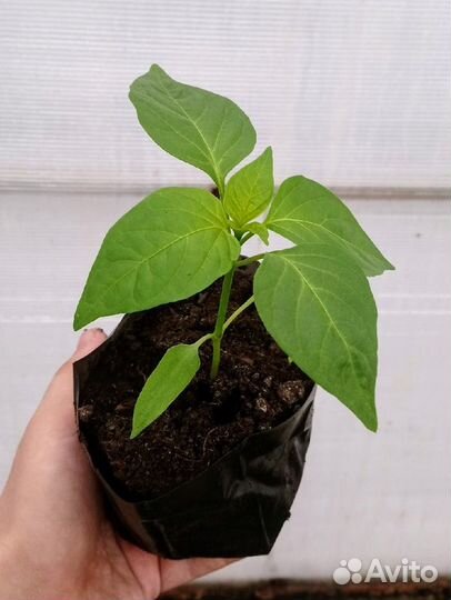 Рассада овощей, цветов и ягод