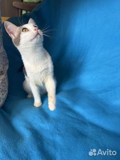 Котята в добрые руки бесплатно