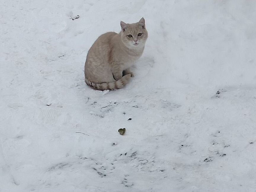 Рыжий ласковый котенок