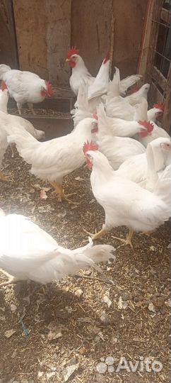 Петухи молодые