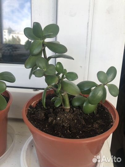 Толстянка Крассула или Денежное дерево