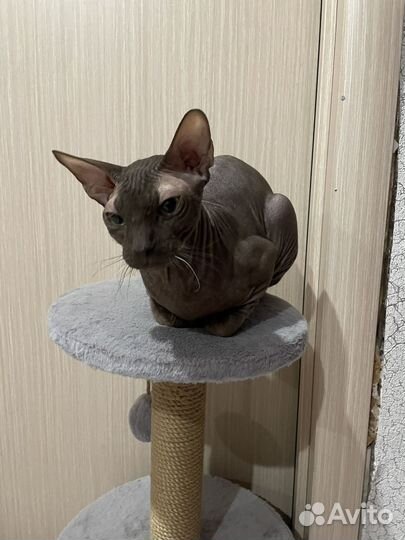 Вязка сфинкс