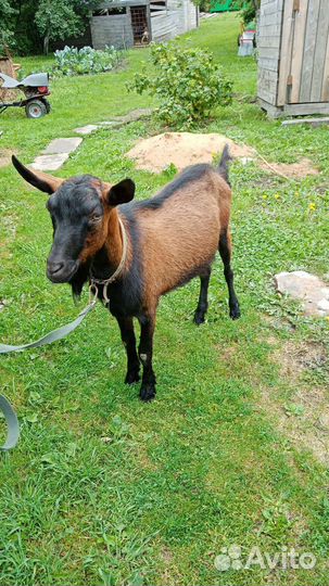 Козел на племя