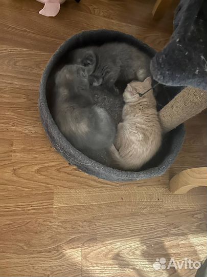 Шотландские котята